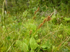Carex luzulina