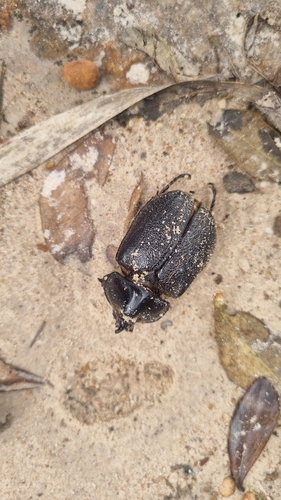 Heterogomphus pilosus