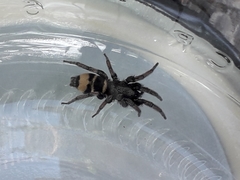 Latonigena auricomis