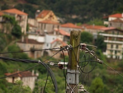 Sitta europaea caesia