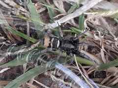 Latonigena auricomis