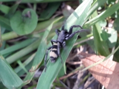 Latonigena auricomis