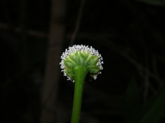Spilanthes urens