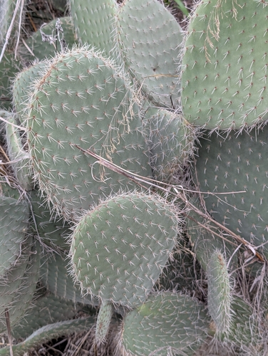 Arborescent Pricklypear (Opuntia leucotricha)