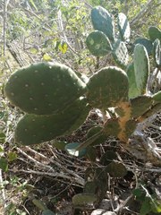 Opuntia wilcoxii
