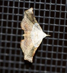 Esthlodora versicolor