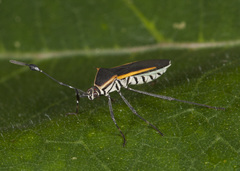 Plapigus circumcinctus