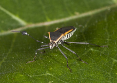 Plapigus circumcinctus