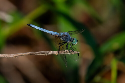 iNaturalist observation photo of Blue Dasher