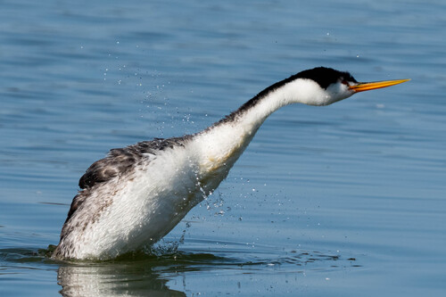 iNaturalist observation photo of Clark's Grebe
