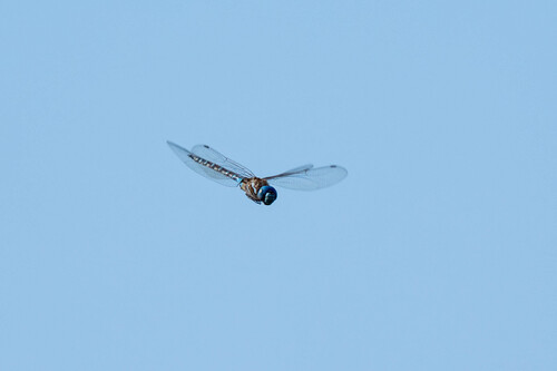 iNaturalist observation photo of Blue-eyed Darner