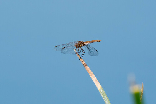 iNaturalist observation photo of Variegated Meadowhawk
