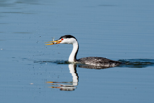 iNaturalist observation photo of Clark's Grebe