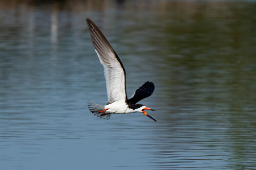 iNaturalist observation photo of Black Skimmer
