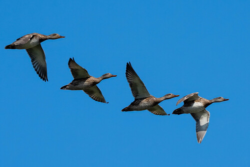 iNaturalist observation photo of Gadwall