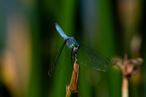 iNaturalist observation photo of Blue Dasher
