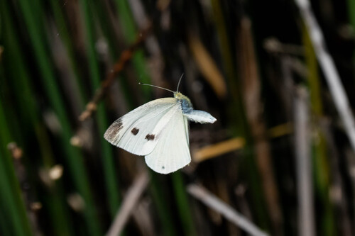 iNaturalist observation photo of Pieris rapae rapae