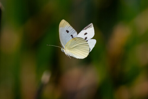 iNaturalist observation photo of Pieris rapae rapae