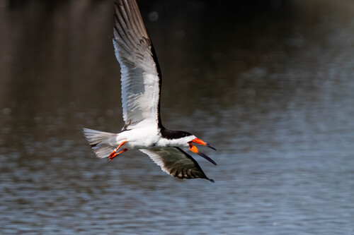 iNaturalist observation photo of Black Skimmer