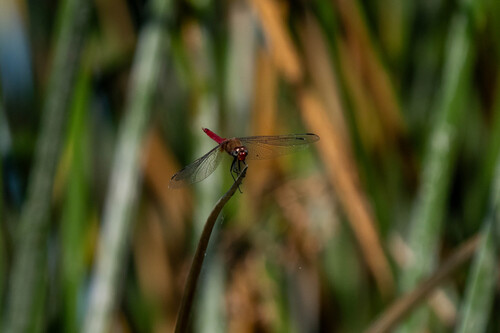 iNaturalist observation photo of Red-tailed Pennant