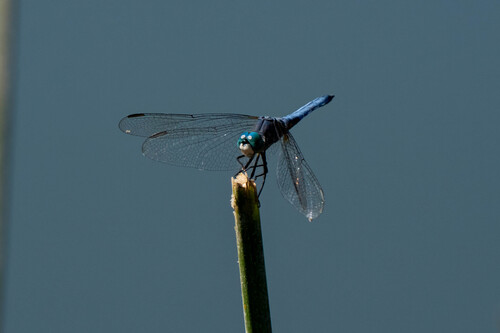 iNaturalist observation photo of Blue Dasher