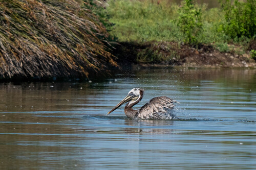 iNaturalist observation photo of California Brown Pelican