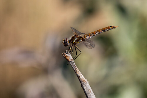 iNaturalist observation photo of Variegated Meadowhawk