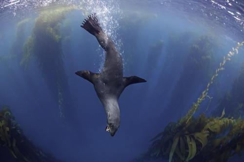 Guadalupe Fur Seal