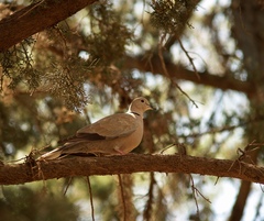 Streptopelia decaocto