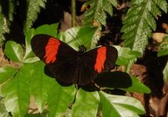 Heliconius erato hydara
