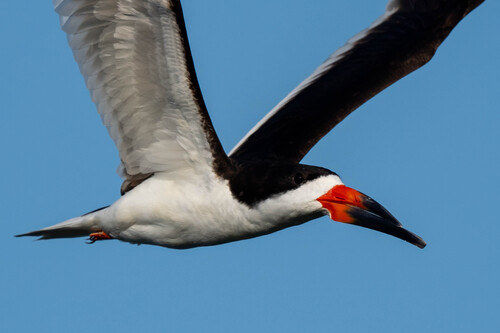 iNaturalist observation photo of Black Skimmer