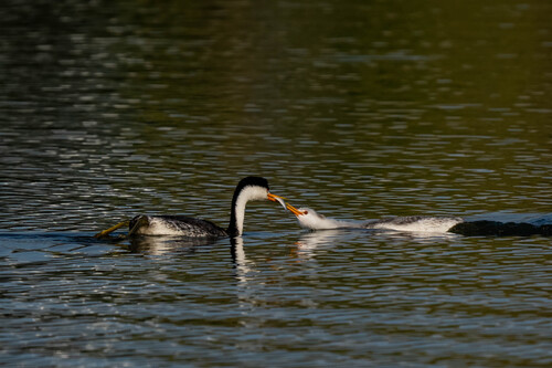 iNaturalist observation photo of Clark's Grebe