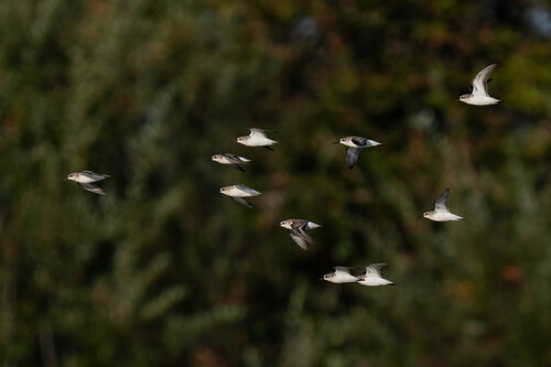 iNaturalist observation photo of Western Sandpiper