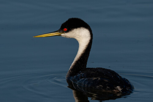 iNaturalist observation photo of Western Grebe