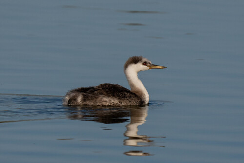 iNaturalist observation photo of Western Grebe