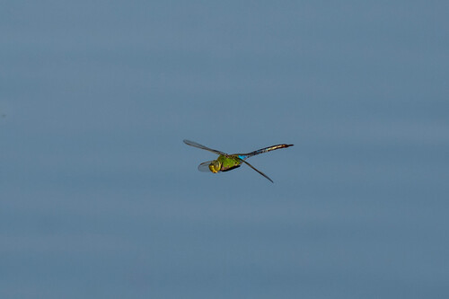iNaturalist observation photo of Common Green Darner