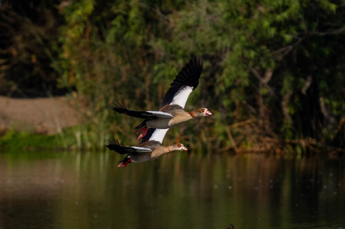 iNaturalist observation photo of Egyptian Goose