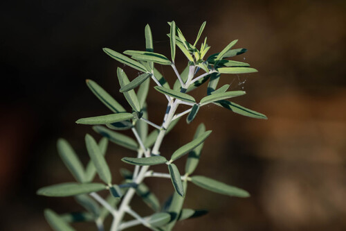 iNaturalist observation photo of Bladderpod