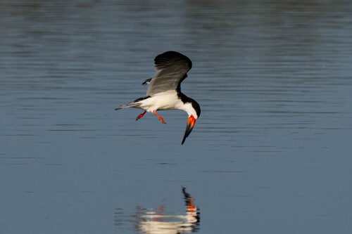 iNaturalist observation photo of Black Skimmer