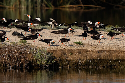 iNaturalist observation photo of Black Skimmer