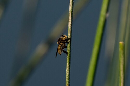 iNaturalist observation photo of Golden-tailed Beebandit
