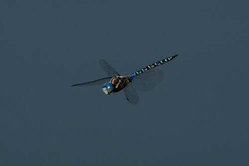 iNaturalist observation photo of Blue-eyed Darner