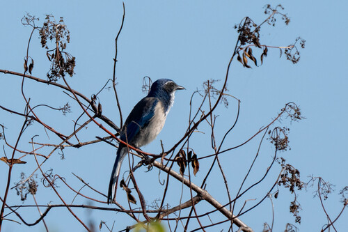 iNaturalist observation photo of California Scrub-Jay