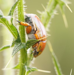 Anoplognathus montanus