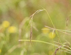 Microlaena stipoides stipoides
