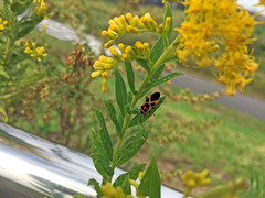 Tropidothorax sinensis