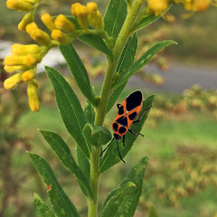 Tropidothorax sinensis