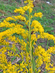 Tropidothorax sinensis