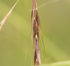 Microlaena stipoides stipoides
