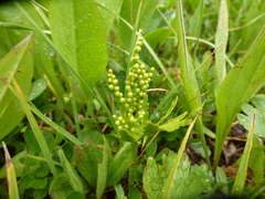 Botrychium lanceolatum